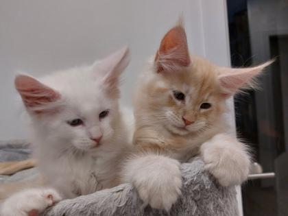 Maine Coon Kitten ohne Papiere shaded Linie