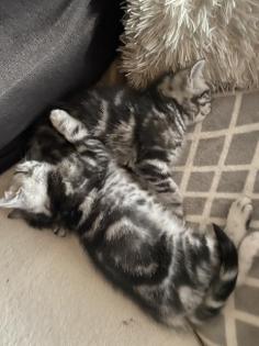 Bkh kitten Silver Classic tabby