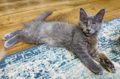 Liebes Maine Coon Mädchen