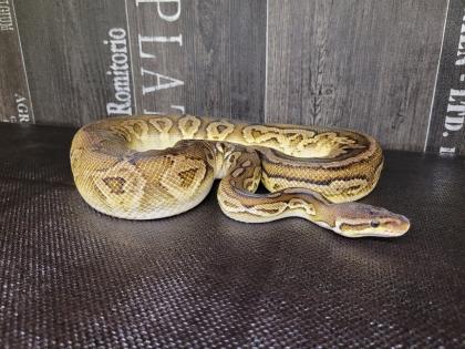 1. 0 Königspython Ballpython Black Pewter black pastel, pastel adult Python Regius