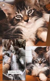 Wunderschöne Maine Coone Kitten sofort abzugeben