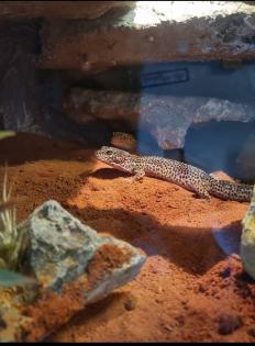 0. 3. Leopardgeckos mit Terrarium und Zubehör