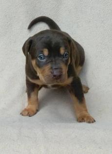 Zwinger Besavej Louisiana Catahoula vergibt Welpen aus Wurf D