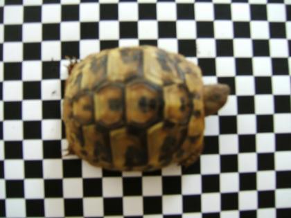 Griechische Landschildkröten