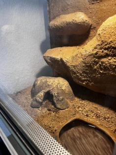 Leopardgecko Weibchen Paar Terrarium und Equipment