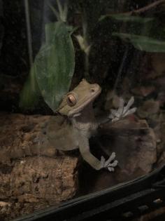 Terrarium und Kronengecko mit komplettem Zubehör