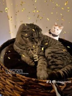 5 Jähriger kastriert Kater Nino Scottish Fold