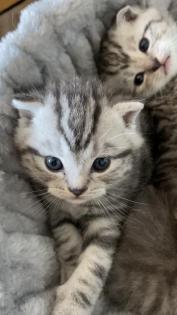 BKH- WHISKAS KITTEN