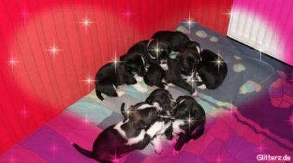 Dalmatiner- Husky Welpen