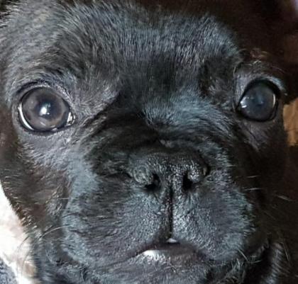 Wunderschöner French Bully Rüde 12 Wochen VETCheck/Papiere /gesund/freiatmend