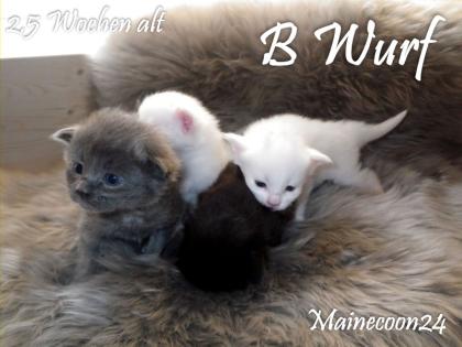 Maine Coon Kitten - Kater in Blue - sucht liebevolles Zuhause