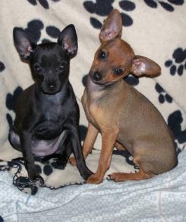 2 Zwergpinscherwelpen Zwergpinscher Welpen