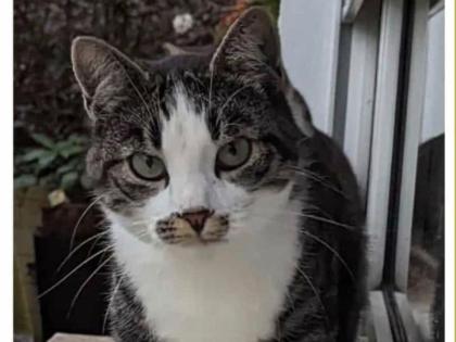 Kater /Katze vermisst, entlaufen, gesucht