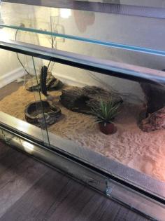 Bartagame mit kompletten terrarium