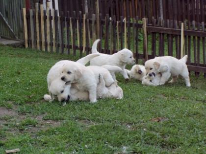 Golden Retriever
