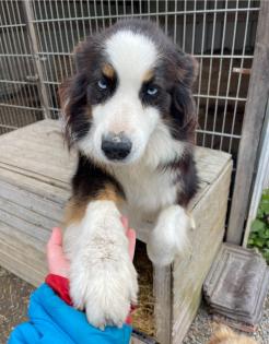 Brave Australian Shepherd Hündin