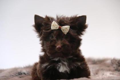 Yorkshire Terrier mit Papiere in schoko Farbe
