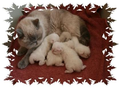 Exotic Shorthair Babys Wunderschön in Bremen