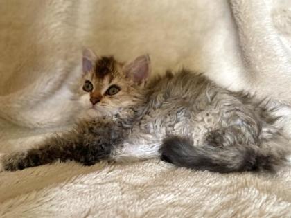 Selkirk Rex Kitten