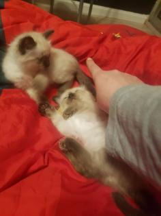 Reinrassige Balinesische Siam Kitten Langhaar, Selten