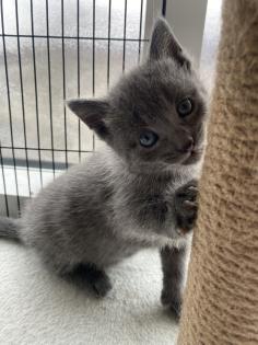 Reinrassige Russisch blau Kitten