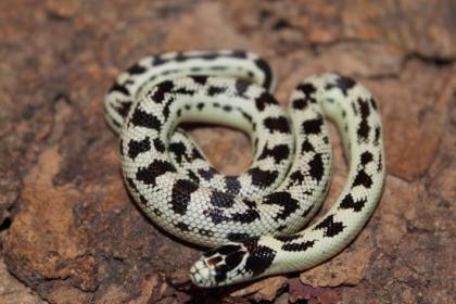 Lampropelzis Californiae High White / Leonis