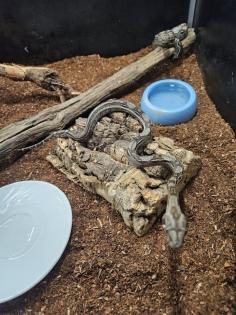 Boa Constrictor Imperator