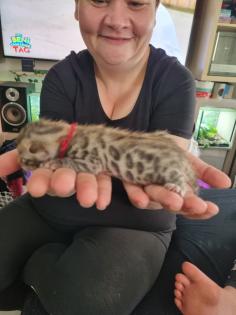 Bengal bengalkatze bengalkitten