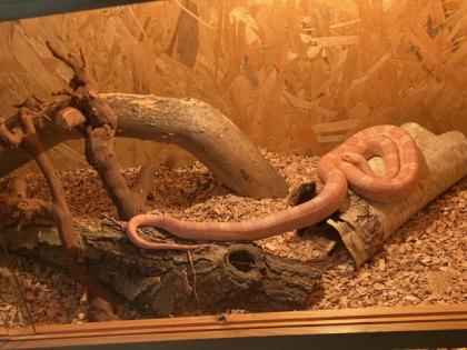 Kornnatter mit Terrarium Zubehör
