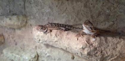 Bartagame Progona Viticeps 8 Wochen jung