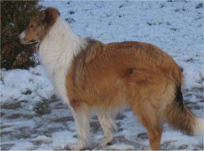 Belohnung wer meine Collie Hündin Baffy wiederbeschaft