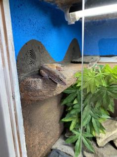 Gecko Weibchen zu verschenken