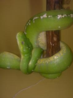 Morelia Viridis ARU DNZ vom 24. 2. 010