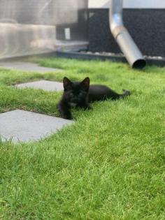 11 Wochen alte Katzenbabys