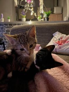 Süße Kitten suchen neues Herz