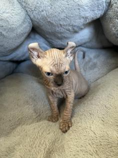 Sphynx Elf Sphynx Kitten Katzenbabys Nacktkatze