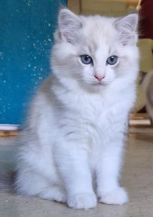 Zuckersüße Ragdoll Kitten