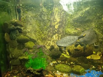 Emydura subglobosa, Rotbauch-Spitzkopfschildkröten, Wasserschildkröten