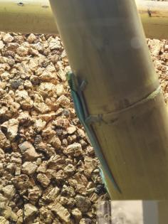 Phelsuma Klemmeri Taggeck mit Terrarium und Technik