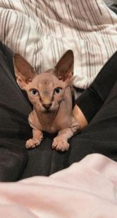 Canadian Sphynx Katze