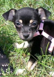 Chihuahua-Zwergpinscher Mischling Zubehör