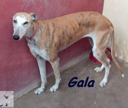Verschmuste Gala