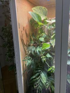 Terrarium für Chamäleon
