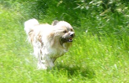 Familienhund Elo - Welpen von Werths Echte Ende 2021.