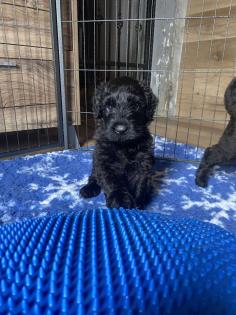 Schwarzer Terrier welpen zu Verkaufen