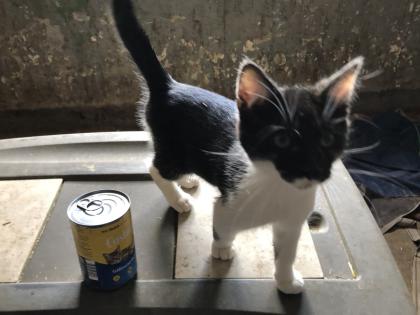 Katzen Kater Babykatzen
