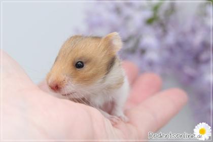 Zauberhafte, zahme Goldhamster und Teddyhamster