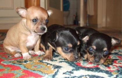 Chihuahua reinrassige mini Rüden zu Verkaufen
