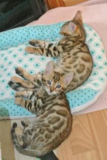 Bengalkatzen, Bengalen, Kätzchen, Katzen, Kitten, Katzenbabys, Tiere, Rassekatze