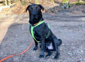 NICKI - männlich 4 Jahre 62 cm 40 kg Perro de Pastor Mallorquin Gechipt Kastriert